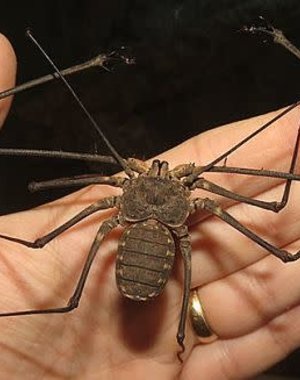  Tailless Whip Scorpion