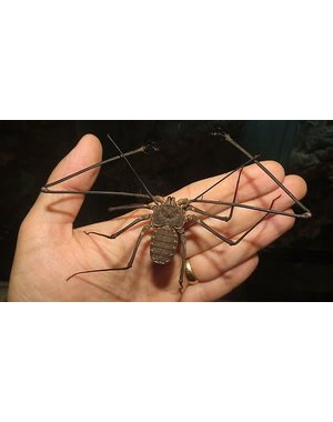  Tailless Whip Scorpion