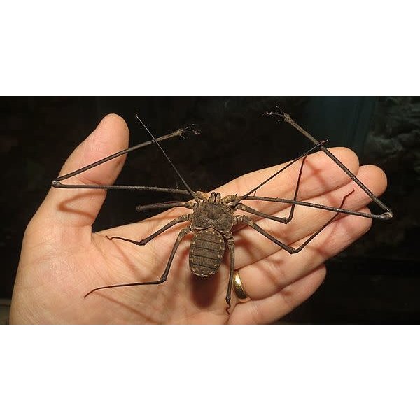 Tailless Whip Scorpion