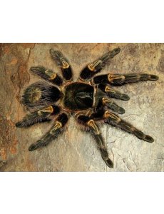  Grammostola pulchripes (Chaco Golden Knee)