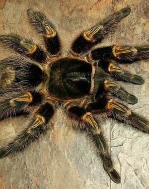  Grammostola pulchripes (Chaco Golden Knee)