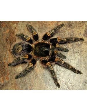  Grammostola pulchripes (Chaco Golden Knee)
