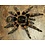 Grammostola pulchripes (Chaco Golden Knee)