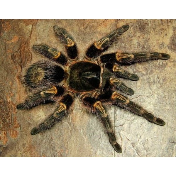 Grammostola pulchripes (Chaco Golden Knee) 1/2"