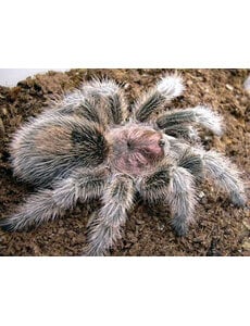  Grammostola rosea (Rose Hair) 1cm