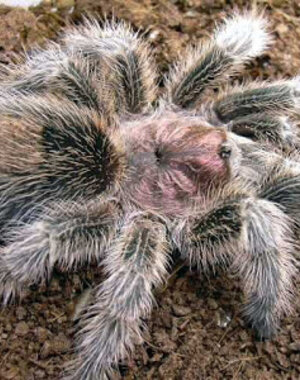  Grammostola rosea (Rose Hair) 1cm