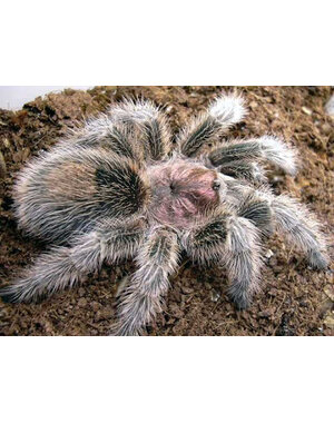  Grammostola rosea (Rose Hair) 1cm