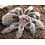 Grammostola rosea (Rose Hair) 1cm