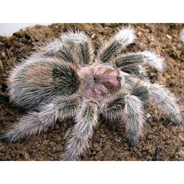 Grammostola rosea (Rose Hair) 1cm