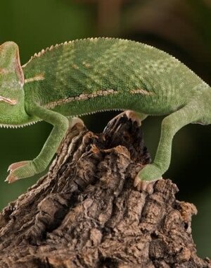  Veiled Chameleon Baby