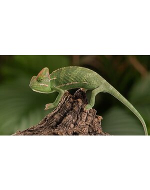  Veiled Chameleon Baby