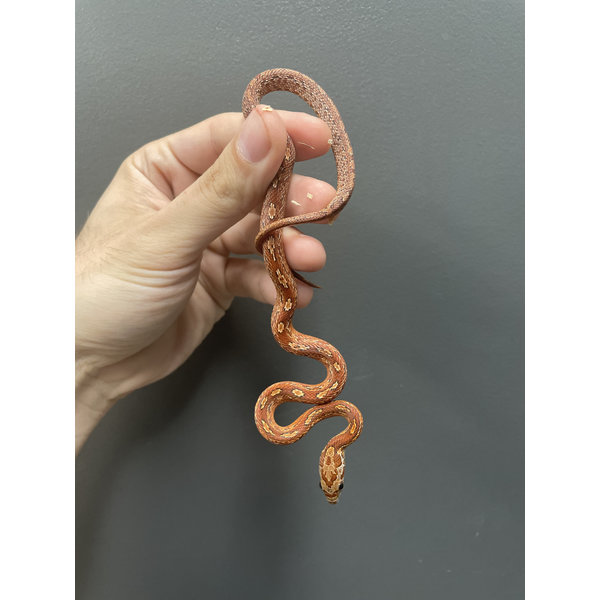 Tessera Blood Corn Snake
