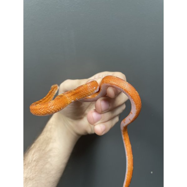 Bloodred Piedside (Low Expression) Corn Snake