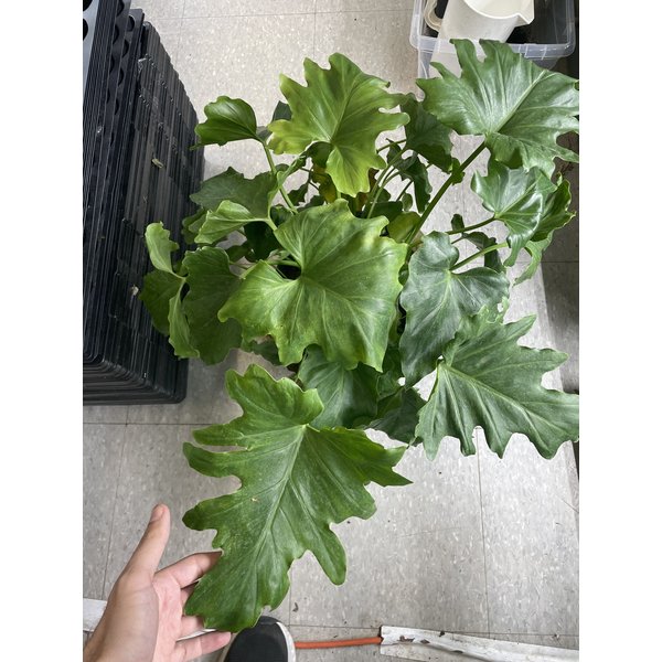 10" Philodendron Xanadu