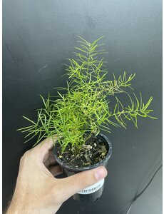  3.5" Asparagus Fern