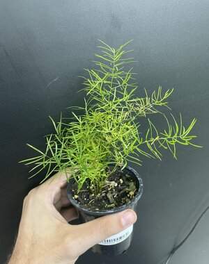  3.5" Asparagus Fern