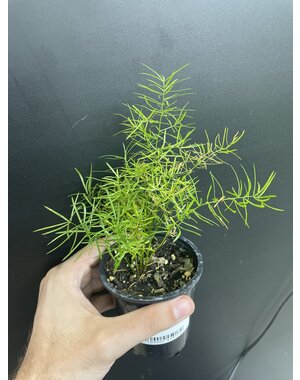  3.5" Asparagus Fern