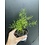 3.5" Asparagus Fern