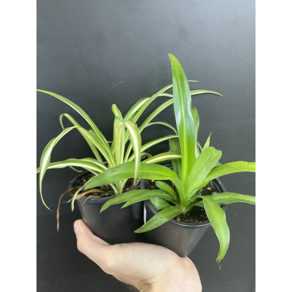 3.5" Assorted Spider Plant