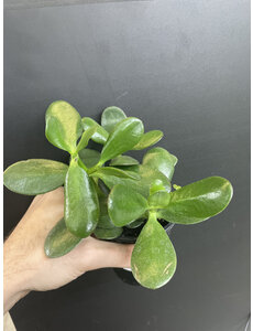 2.5" Assorted  Jade Plant