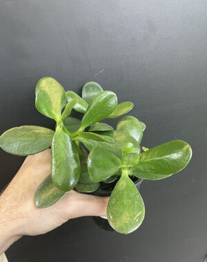  2.5" Assorted  Jade Plant
