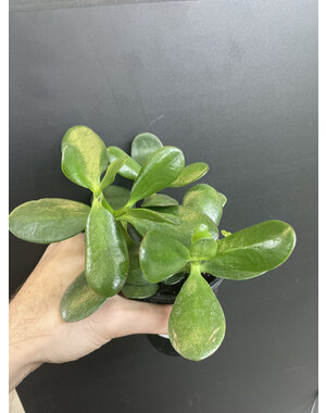  2.5" Assorted  Jade Plant