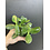 2.5" Assorted  Jade Plant
