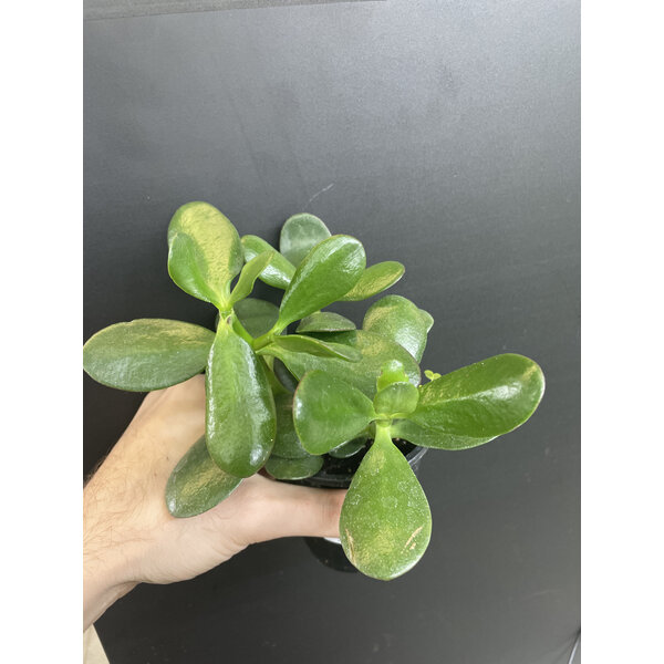 2.5" Assorted  Jade Plant