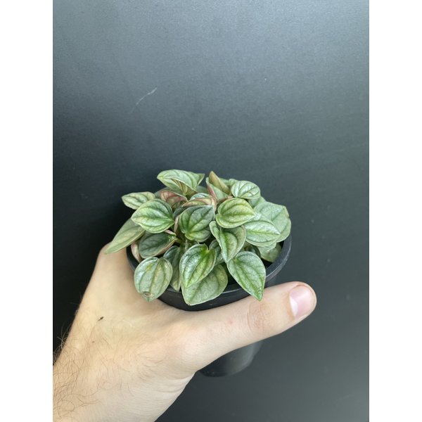 3.5" Peperomia Napoli Nights