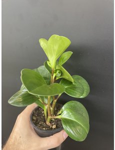  3.5" Peperomia Obtusifolia