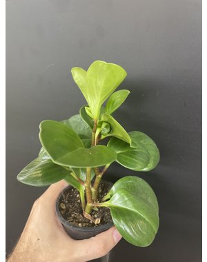  3.5" Peperomia Obtusifolia