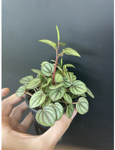  3.5" Peperomia Piccolo Banda