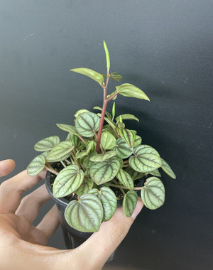  3.5" Peperomia Piccolo Banda
