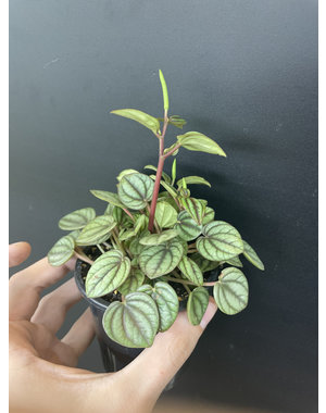  3.5" Peperomia Piccolo Banda