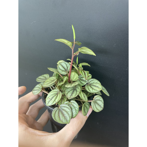 3.5" Peperomia Piccolo Banda