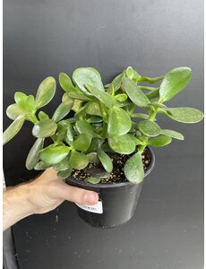  4" Jade Plant