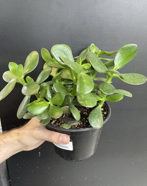  4" Jade Plant