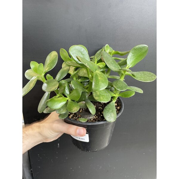 4" Jade Plant