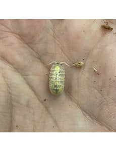 Pet Paradise Isopods - Armadillidium Vulgare (Magic Potion) (12)