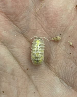 Pet Paradise Isopods - Armadillidium Vulgare (Magic Potion) (12)
