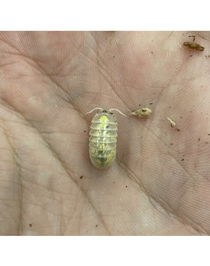Pet Paradise Isopods - Armadillidium Vulgare (Magic Potion) (12)