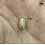 Pet Paradise Isopods - Armadillidium Vulgare (Magic Potion) (12)