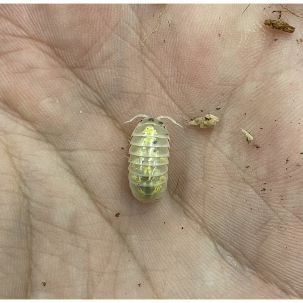 Pet Paradise Isopods - Armadillidium Vulgare (Magic Potion) (12)