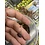 Pet Paradise Isopods - Porcellio Laevis (Smooth Grey) (12)