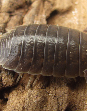Pet Paradise Isopods - Porcellio Laevis (Smooth Grey) (12)