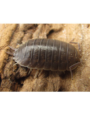 Pet Paradise Isopods - Porcellio Laevis (Smooth Grey) (12)
