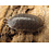 Pet Paradise Isopods - Porcellio Laevis (Smooth Grey) (12)