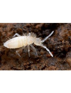 Big Bites Big Bites - White Spring Tail Culture (Folsomia Candida)