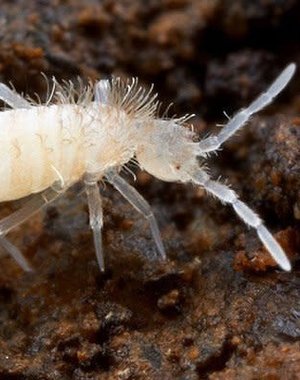 Big Bites Big Bites - White Spring Tail Culture (Folsomia Candida)