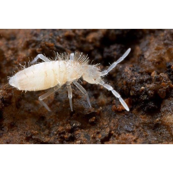 Big Bites Big Bites - White Spring Tail Culture (Folsomia Candida)